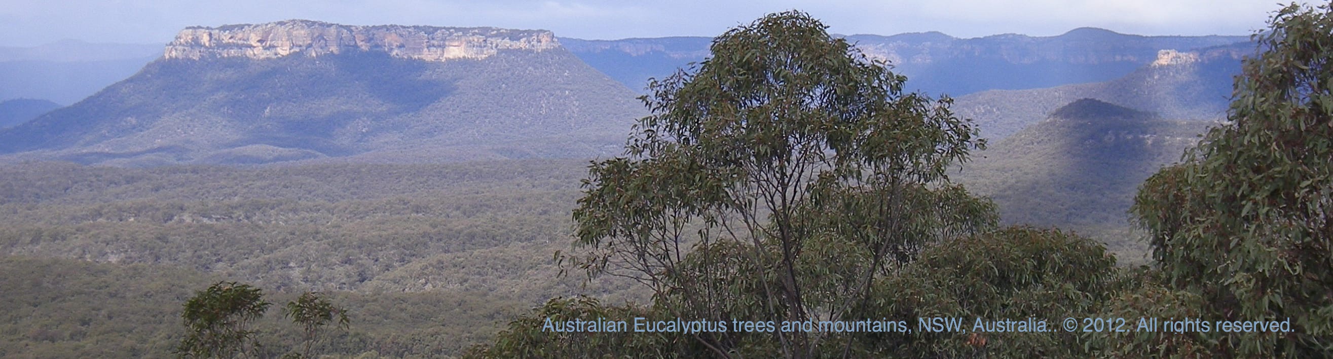 Picture - Australian Eucalyptus trees & Mountains in the Outback. ©.