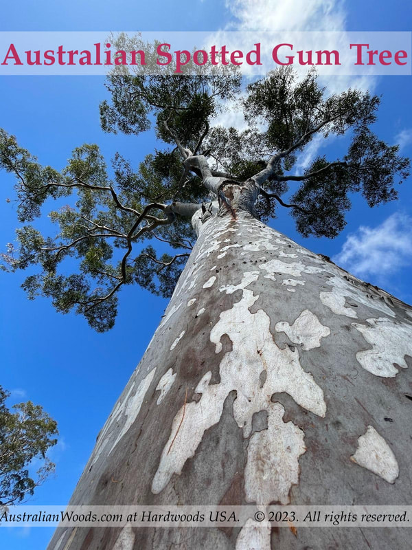 Photo: An Australian Spotted Gum tree with dappled bark. © All rights reserved.