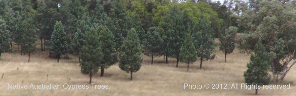 Photo: Australian Cypress trees in outback Australia. ©2017