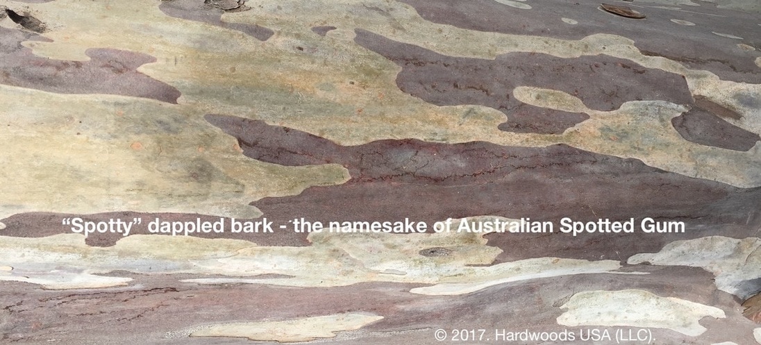 Photo: The swirling dappled spotty patterns in Australian Spotted Gum bark. ©.