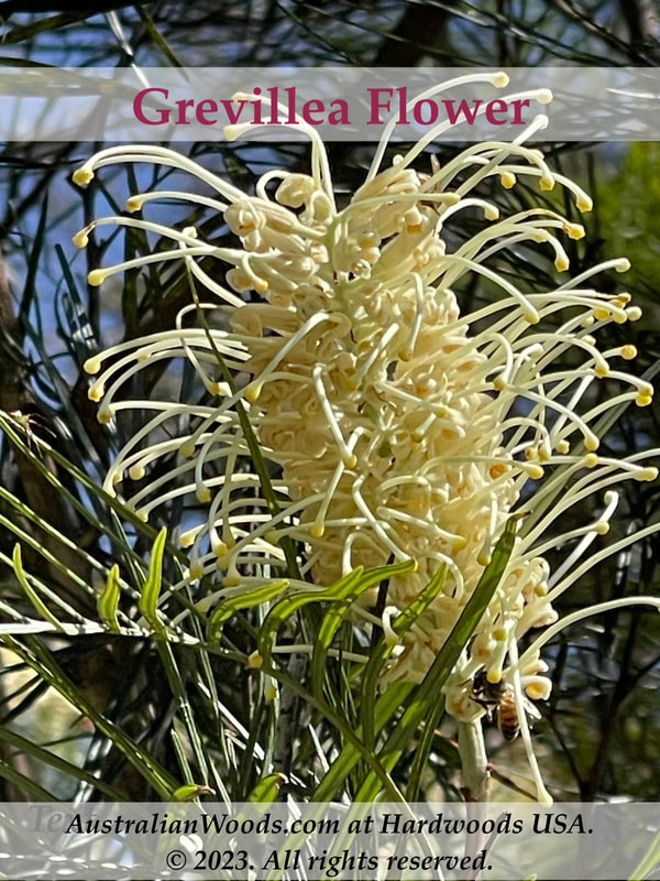 Photo: Australian Grevillea flower (cream), large shrub. © All rights reserved.