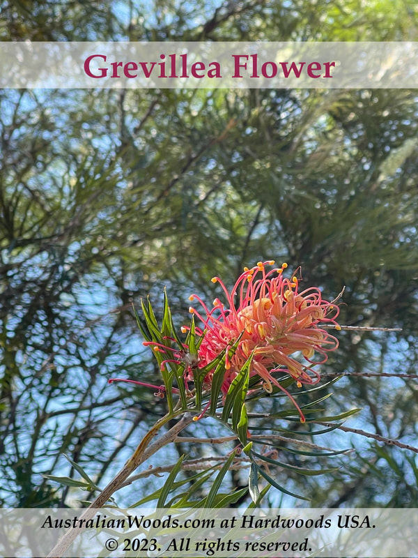 Photo: Smaller Grevillea in flower. © All rights reserved.