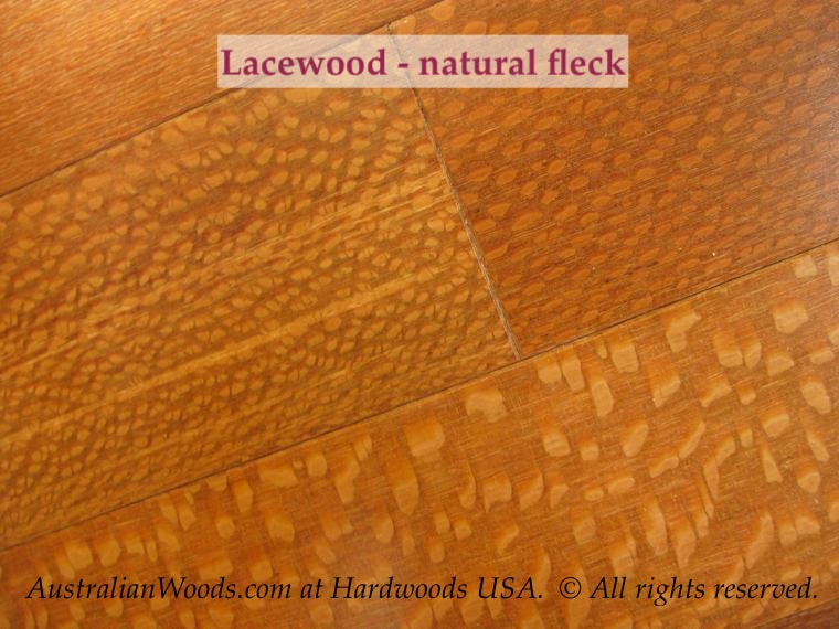 Photo: Austrlaian Silky Oak, aka Fishtail Oak, also Lacewood. © All rights reserved.