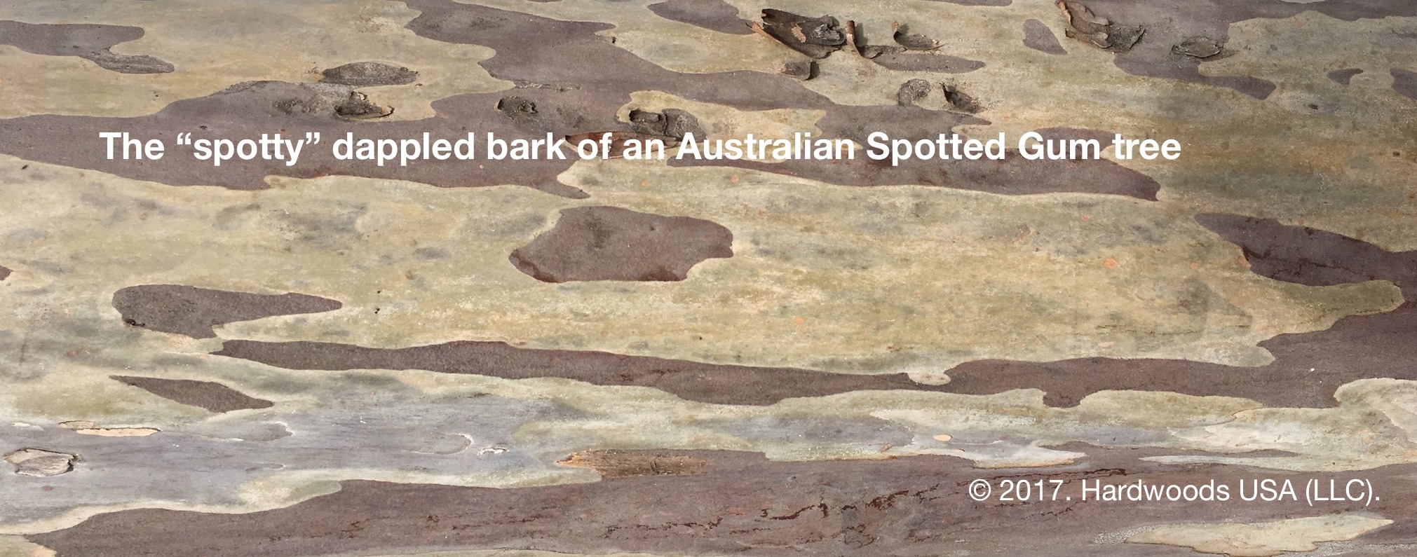 Photo: The spotted patterns in the bark of Australian Spotted Gum tree. ©.