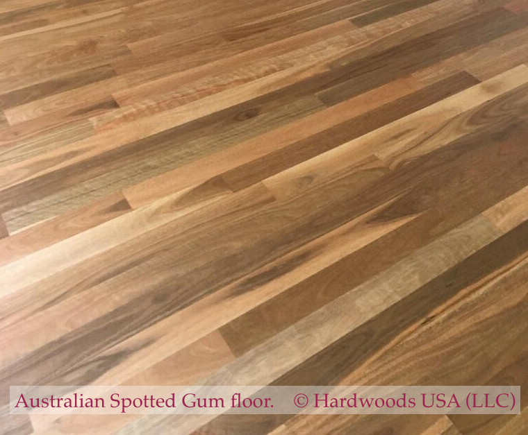 Photo: Australian Spotted Gum floor after installation. © All rights reserved.